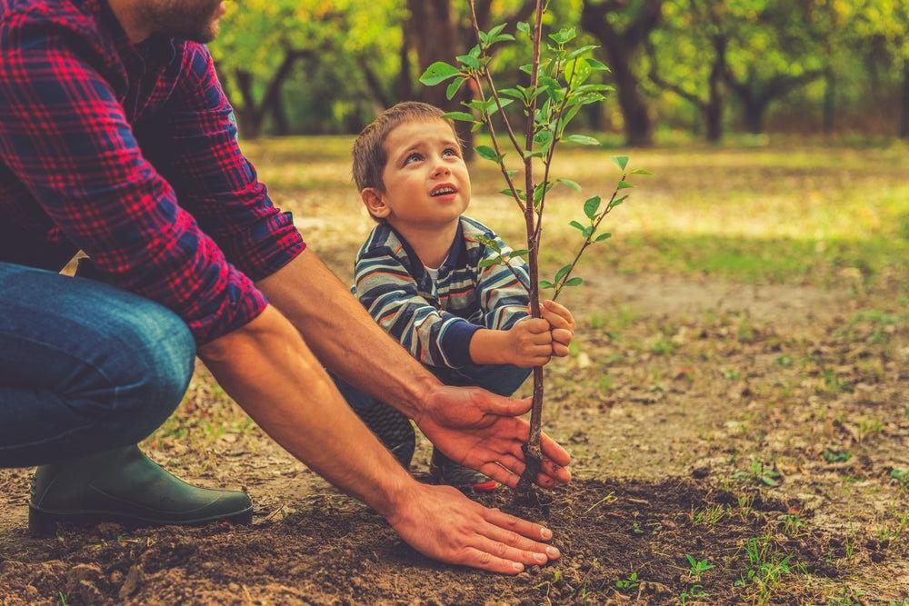 Tree Planting: A Step by Step Guide - Ritchie Feed & Seed Inc.